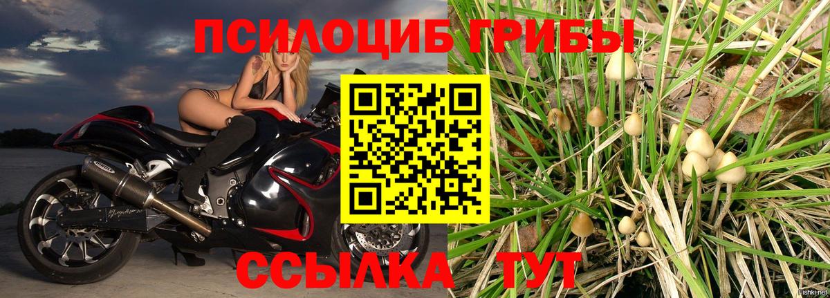 Галлюциногенные грибы Cubensis  Псилоцибиновые грибы прущие грибы  Полысаево  Вход с VPN 